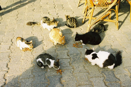 イスタンブールほか旅行日程（07～08冬）