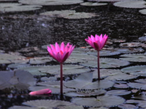 ホーチミンとアンコールワット　2008～2009