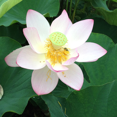 行田古代蓮の里