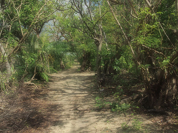 八重山旅行2015(13)