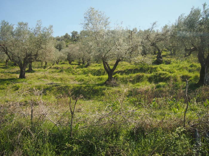 アルバニア（２）