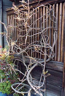 寺の土塀／谷中